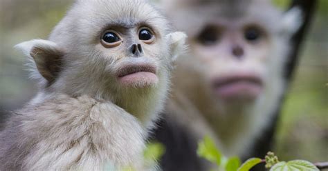 Chinas Rare Snub Nosed Monkeys