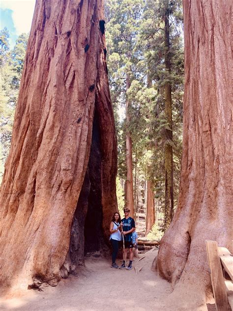 6 Reasons To Visit Sequoia National Park My Travelling Circus