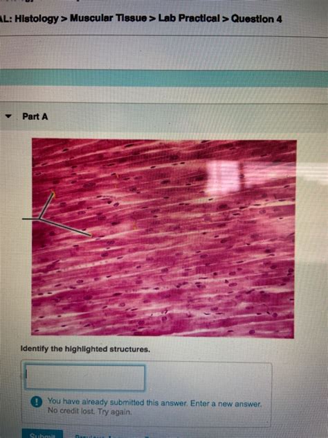 Solved Al Histology Muscular Tissue Lab Practical Chegg Com