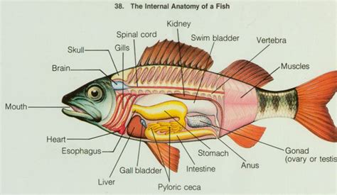 Belajar Anatomi Dan Fisiologi Ikan Hias Akuarium Ical O Fish Sexiz Pix
