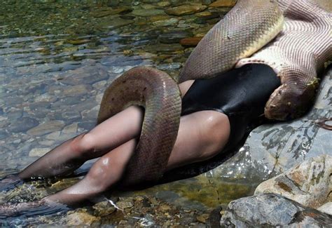 Snake Vore By Andromeda Giant Anaconda Snake World Biggest Snake