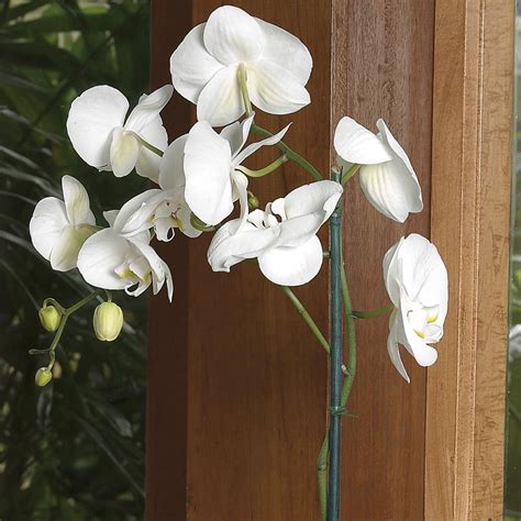 White Phalaenopsis Orchid L20963hp At