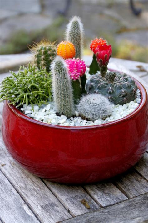 Diy Cactus Dish Garden Hgtv