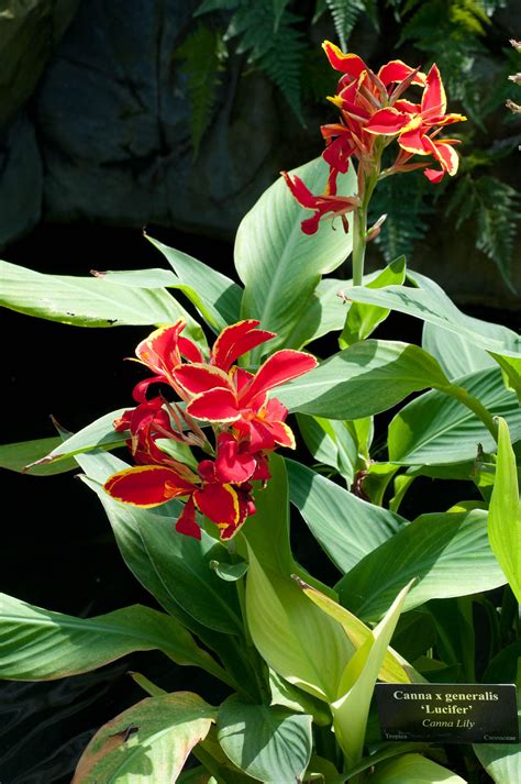 Canna × Generalis ‘lucifer Canna Lily Canna Flower Flower Garden