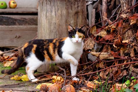 Calico Cat Characteristics Facts Care Pets Nurturing