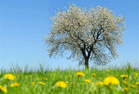 Laeacco Spring Blooming Tree Wild Flower Field Scenic
