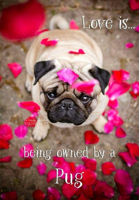 Oh Yeah Love Em Pugs Pugs Funny Pug Quotes