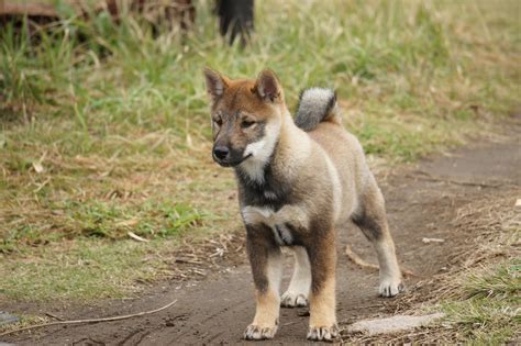 The Nihon Ken Available Shikoku Pups