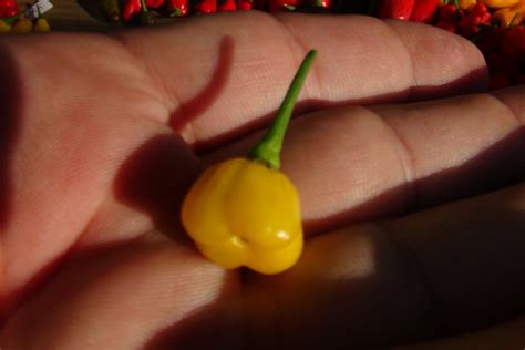 Aji Charapita Pepper Hrseeds