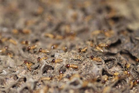 6 Plants To Deter Termites