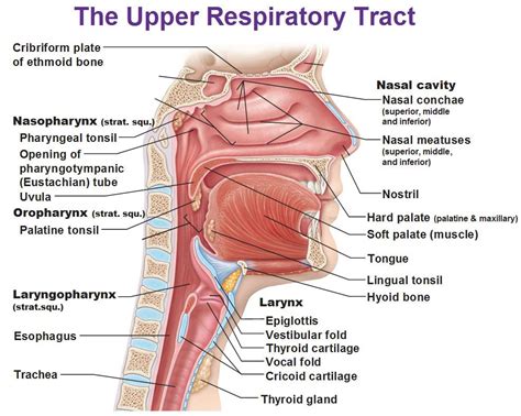 Upper Respiratory Tract Respiratory System Human Respiratory System
