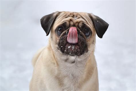 Wallpaper Pug Funny Sticking Out Tongue Dog Hd Widescreen High