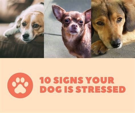 Bark City Doggy Daycare 10 Signs Your Dog Is Stressed
