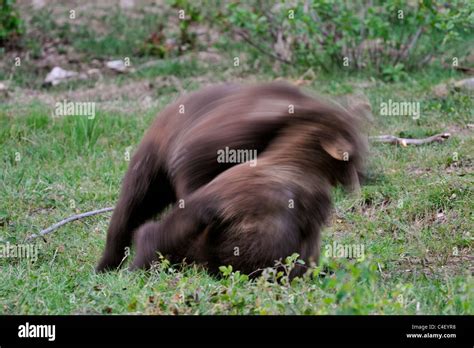 Two Young Eurasian Brown Bears Ursus Arctos Fighting Bavarian Forest