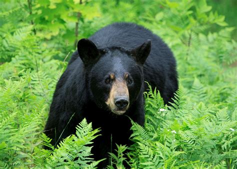 Bears Of British Columbia Audley Travel Uk