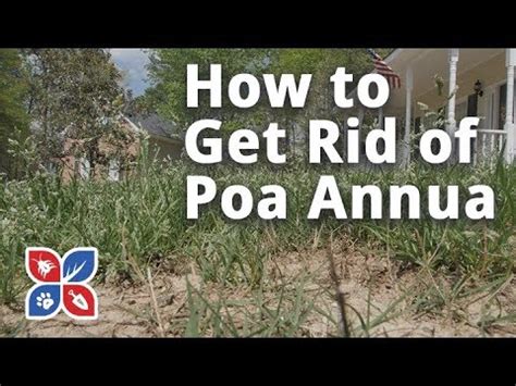 I wrote this article about zoysia grass and sent it to my newsletter list. Do My Own Lawn Care - How to Get Rid of Poa Annua - E14 - YouTube