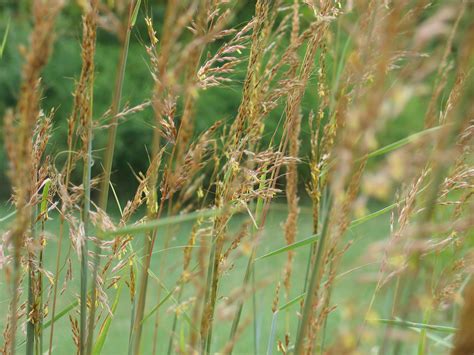 Three Iconic Prairie Grasses To Add To Your Landscape Dyck Arboretum