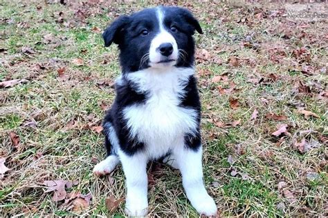Rosy Border Collie Puppy For Sale Near Springfield Missouri