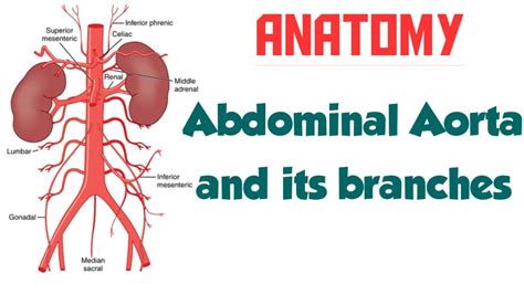 Anatomy Of Abdominal Aorta And Its Branches Youtube