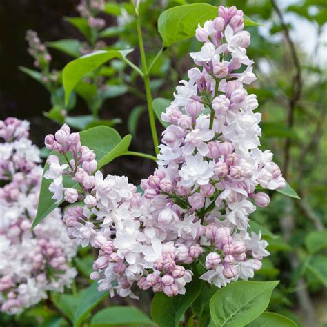Plants2gardens Lilac Beauty Of Moscow In 3 Litre Pot Qvc Uk