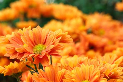 52 Vibrant Plants With Orange Flowers Uk