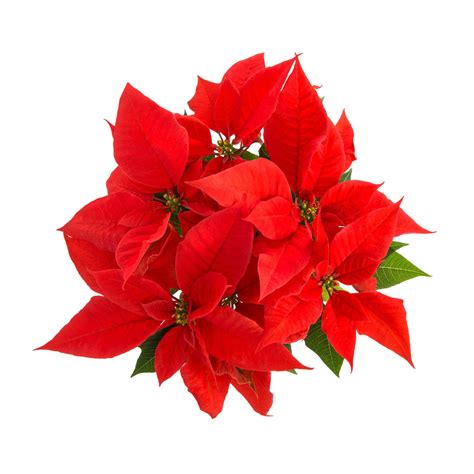 Christmas Flower Poinsettia ~ Holiday Photos ~ Creative Market