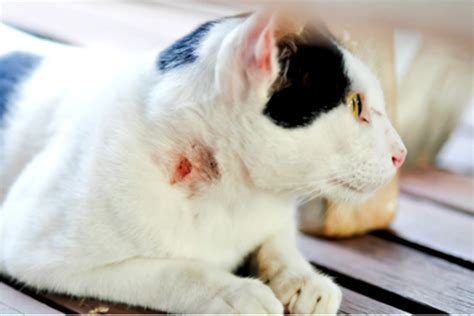Understanding And Managing Cat Abscess Causes Symptoms And Treatment