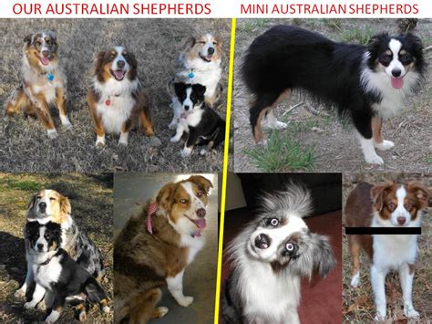 Mini Australian Shepherd Full Grown