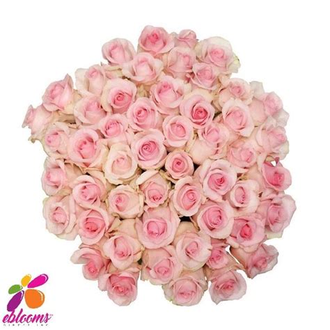 A Bouquet Of Pink Roses On A White Background