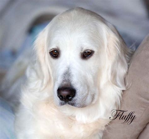 Look at pictures of golden retriever puppies who need a home. White Golden Retriever puppies,CA,CT,AZ,TX,FL