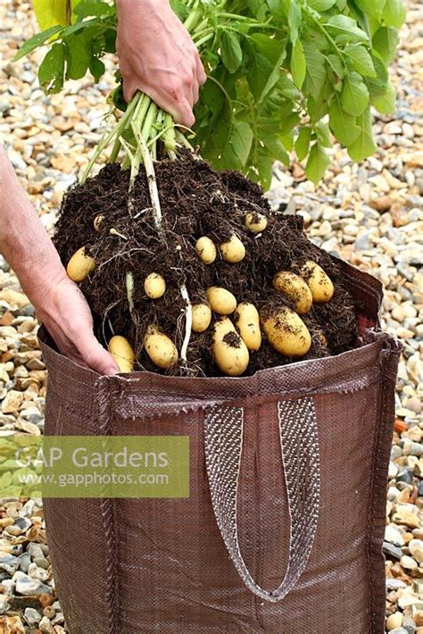 Step By Step Of Planting Seed Potatoes Charlotte In A Growing Bag
