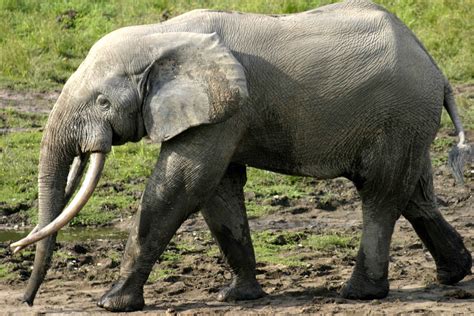 African Forest Elephant African Forest Elephant Elephant Elephant Facts