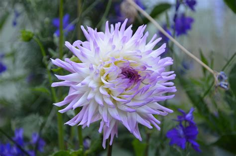 Lavender Chiffon Dahlia From Old House Gardens