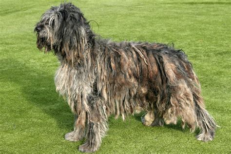 Top 13 Long Haired Dog Breeds Will Make You Envy Them Pet Comments