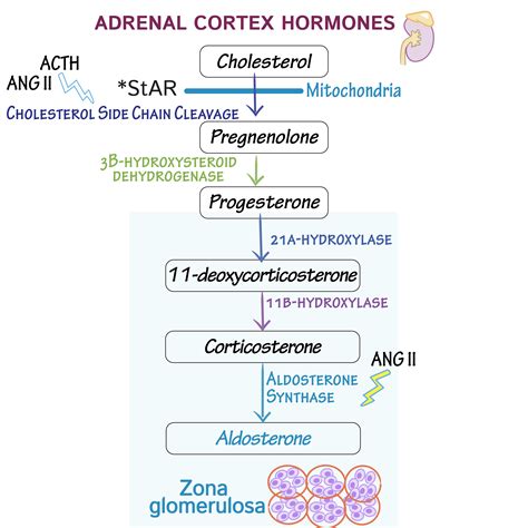Endocrine System Glossary Adrenal Cortex Hormone Biosynthesis Draw