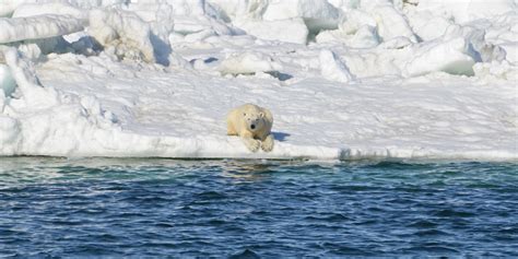 Polar Bears Cant Rely On Land Based Foods When The Ice Melts Study