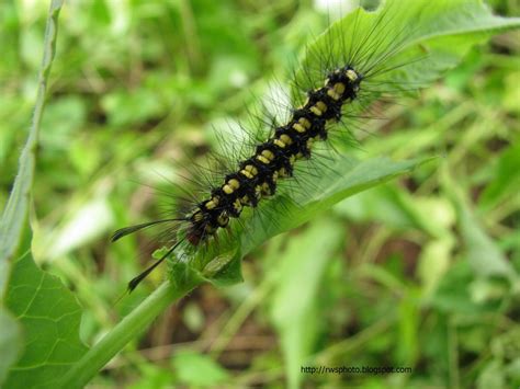 Dreamstime is the world`s largest stock photography community. Black Yellow Spiky Caterpillar | Caterpillar with furry ...