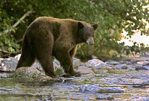Two Men Plead Guilty To Baiting And Hunting Bear In Big South Fork Weco News Monday July