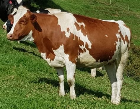 Origen E Historia Del Ganado Holstein Todo Sobre Ganado