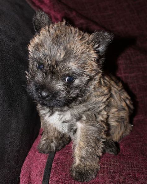 Cairn Terrier Puppies For Sale Pets4homes Cairn Terrier Puppies