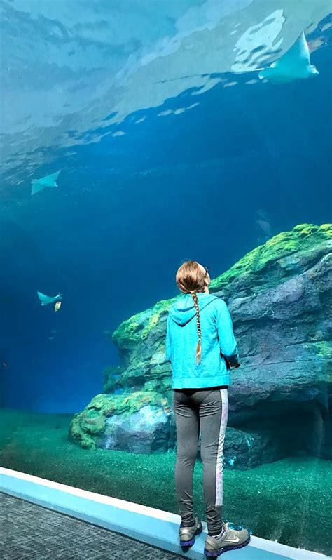 Pacific Seas Aquarium Point Defiance Zoo In Tacoma Wa Kid Friendly