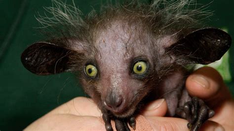 10 Of The Worlds Ugliest Animals So Homely Theyre Cute Howstuffworks