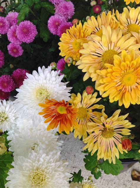 Wshgnet Garden Chrysanthemums — Colorful Hardy Flowers Featured