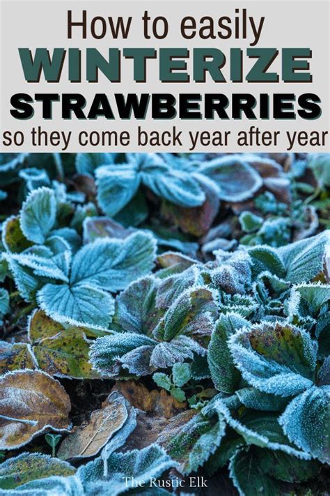 Winterizing Strawberry Plants Artofit