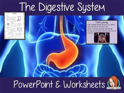 The Digestive System Science Lesson Teaching Resources