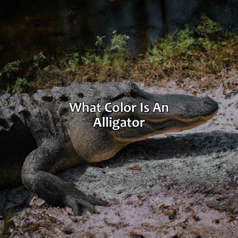 What Color Is An Alligator