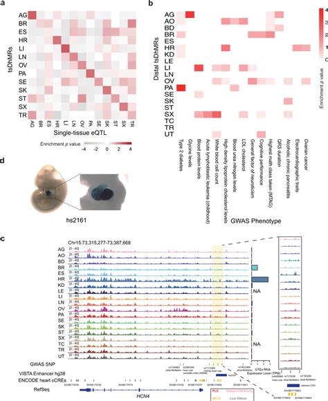 Tsdhmrs Enrich Tissue Specific Phenotypic Gwas Snps A Overlap Of