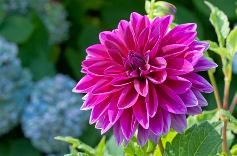 Top 8 Most Beautiful Flowers In The World That Are Amazing
