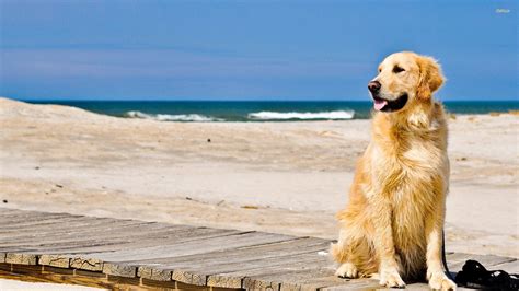 You can also upload and share your favorite golden retriever wallpapers. Golden Retriever Wallpapers - Wallpaper Cave