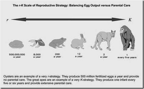 Difference between r selection and k selection as a reproductive